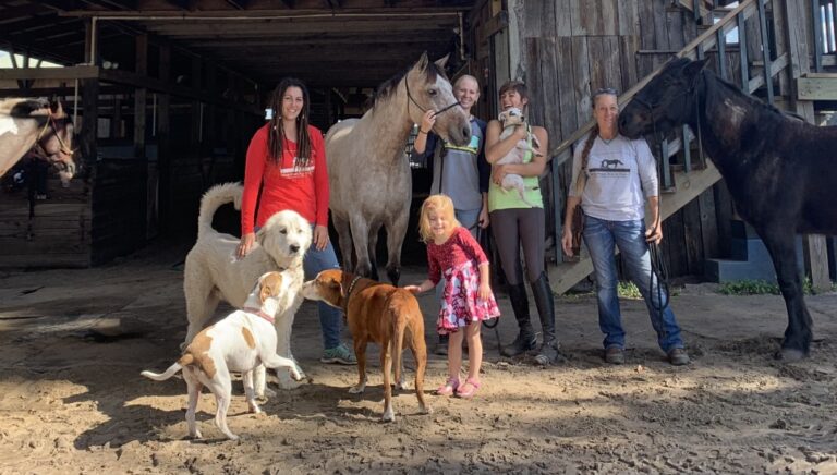 Volontariat mustangs