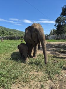 Témoignage Thaïlande - Alicia