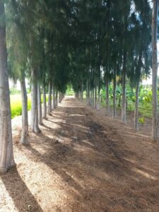 Sylvie en Inde du Sud