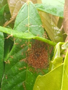 Sylvie en mission en Inde du Sud