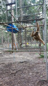 Mission animale en Thaïlande