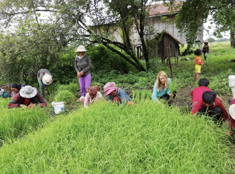 Droits de la femme -Femmes travaillant au champ Cambodge