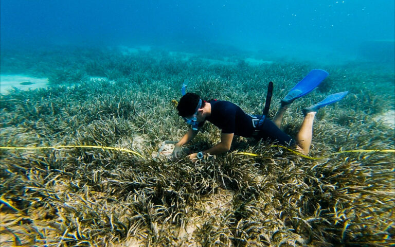 Stage conservation marine en Afris-que du sud