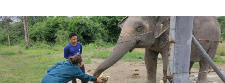 comment choisir une mission humanitaire - benevole en mission en Thailande avec les elephants