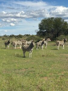 mission de protection animale à l’étranger avec des bénévoles sur le terrain