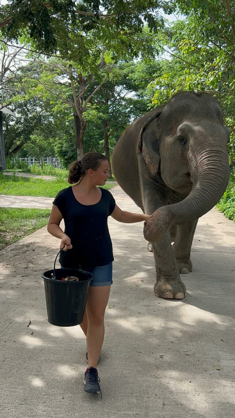 durée mission humanitaire - Mission éléphants en Thailande