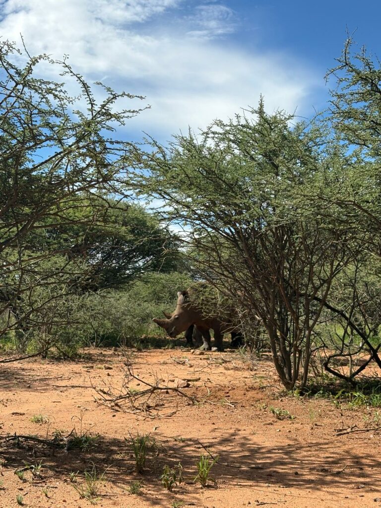 Mission animalière avec la faune sauvage en Namibie