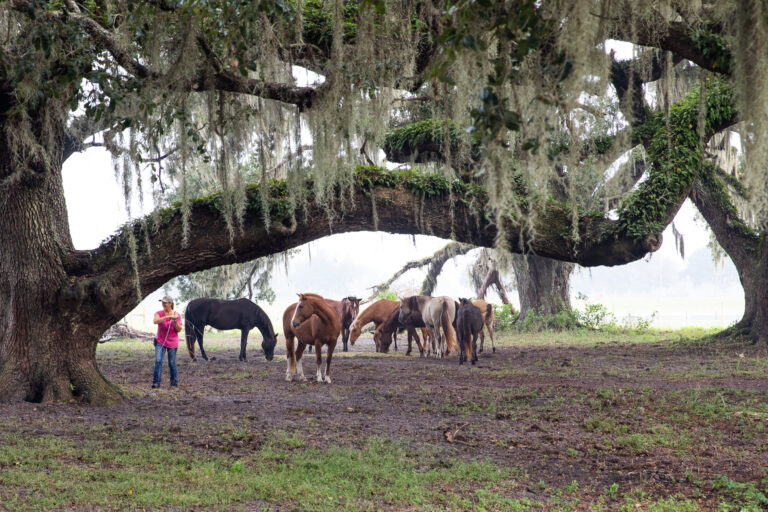 Mission animaliere courte durée