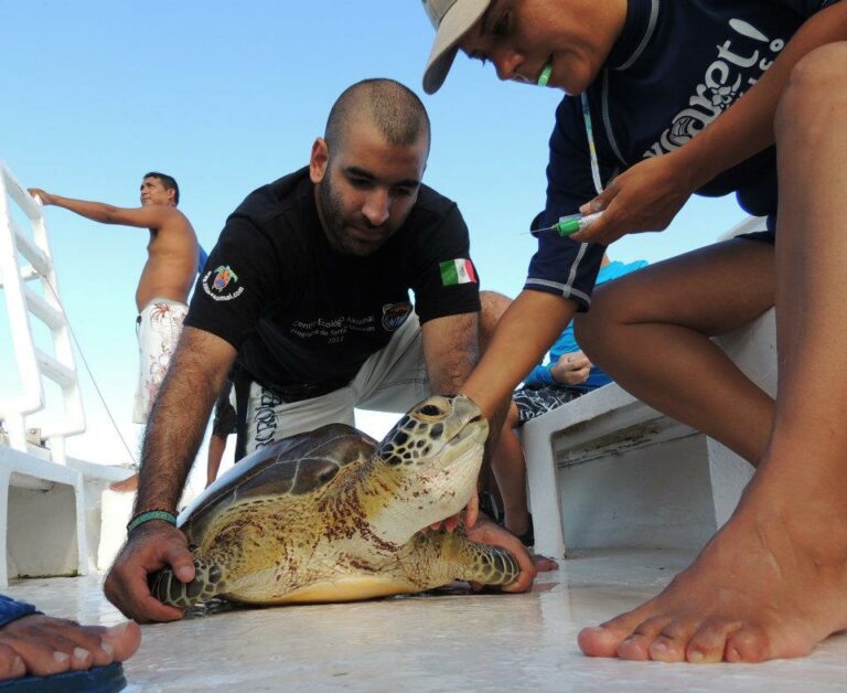 comment se préparer avant de partir en mission animalière - Bénévoles protection tortues