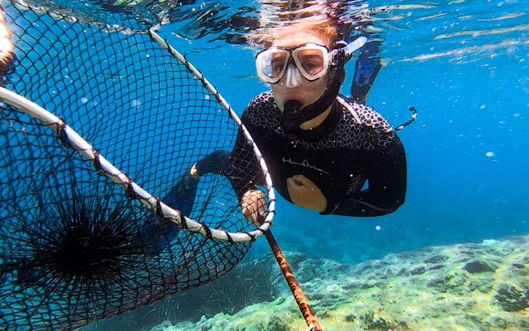 mission animalière avec les animaux marins - Bénévole en plongée