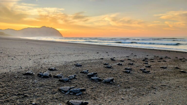 quotidien mission animalière - Mission protection des tortues
