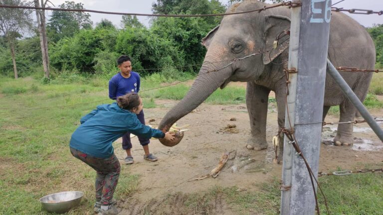 trouver une association humanitaire - Mission protection des éléphants