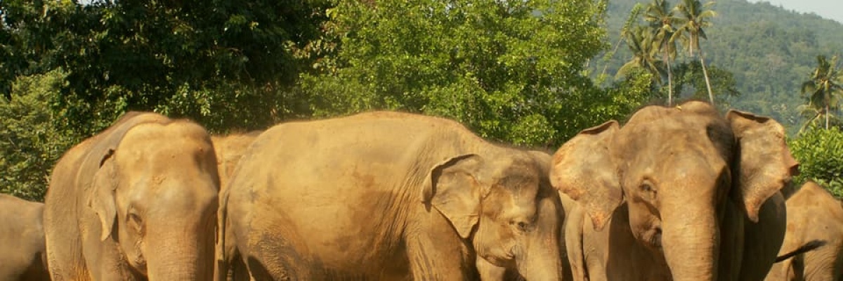 Volontariat animalier à l'étranger Stage avec les éléphants en Asie