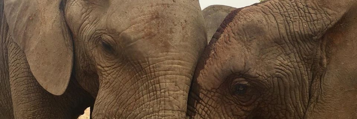 Découvrir les éléphants en Afrique de l'ouest au Togo