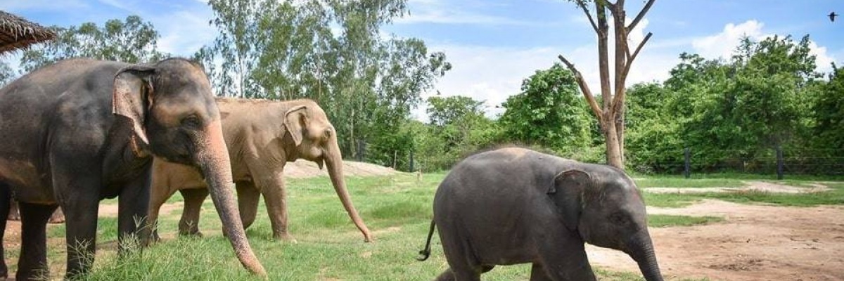 Volontariat avec les éléphants en Thaïlande Bénévolat animalier en Asie