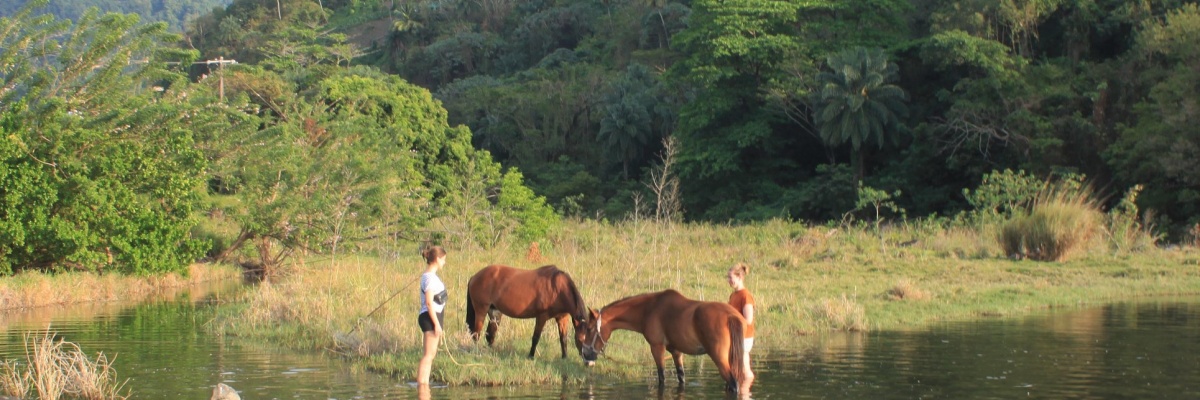 caraibes-nature-chevaux-protection-environnement