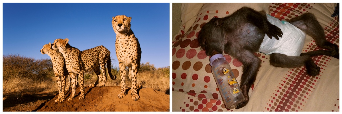 Participez à un programme animalier en Namibie réserve animaux sauvage près de Windhoek