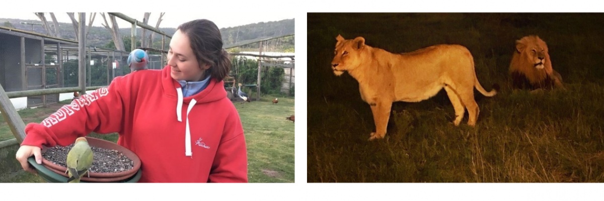 Volontariat international en Afrique dans une réserve Travailler dans une réserve animalière en Afrique du sud