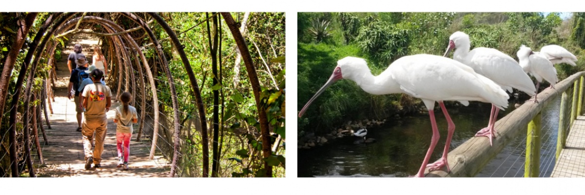 L'ornithologie et les oiseaux en Afrique
