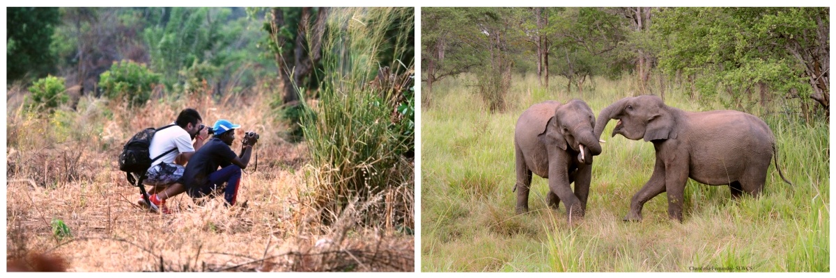 asie-stage-animaux-elephants