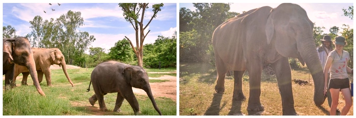 Vous assisterez les mahouts en Thailande