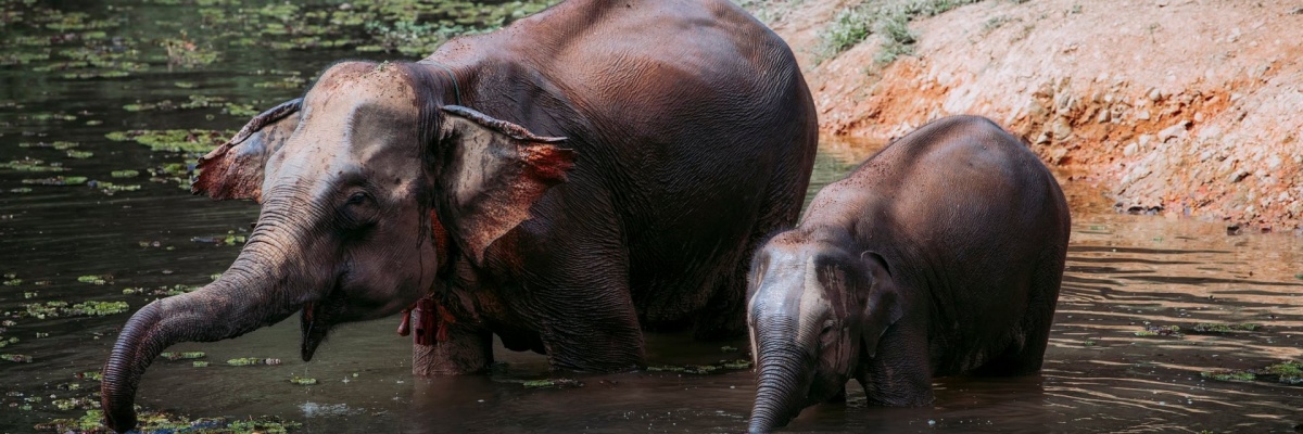 Volontariat animalier à l'étranger