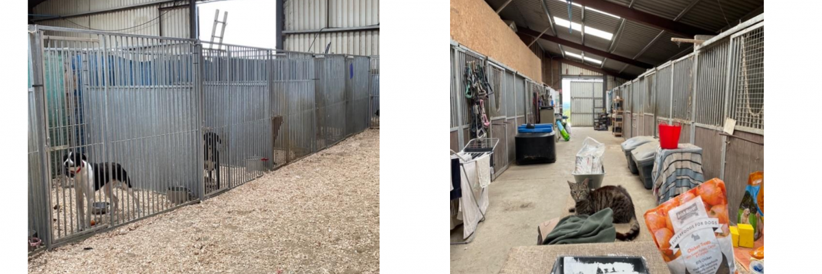 Mission humanitaire ou stage étudiant Irlande benevolat-refuge-animalier