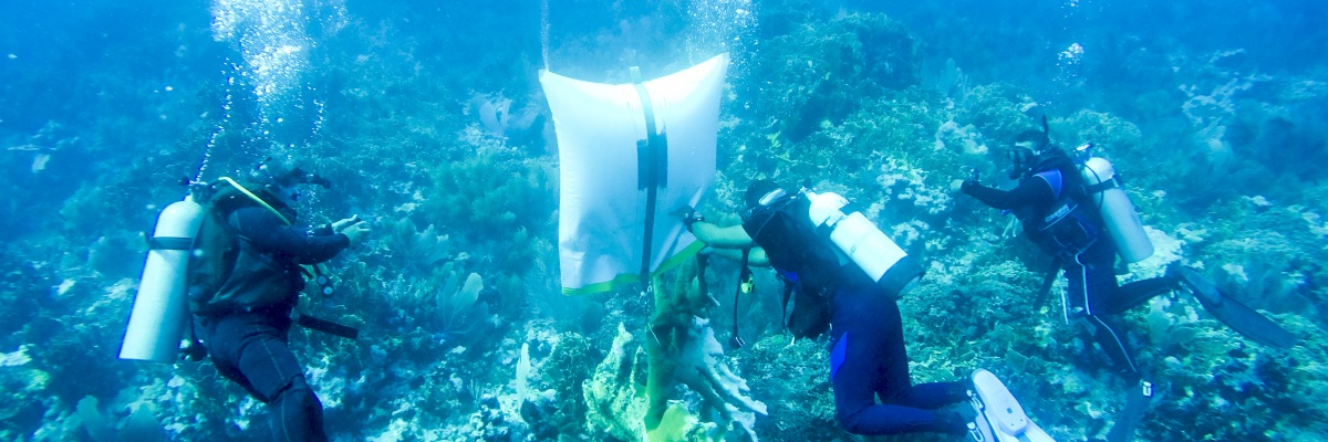 Stage dans la protection des océans Voyage étudiant à l'étranger