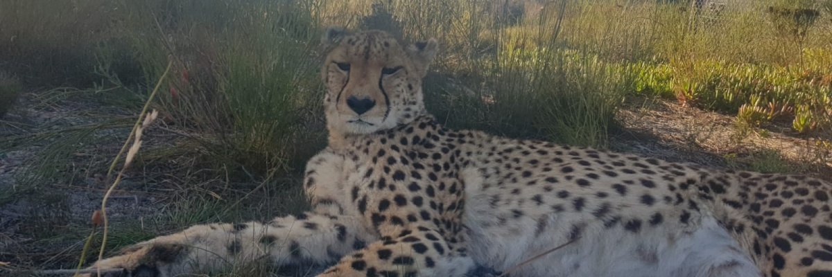 Mission humanitaire pour la conservation des animaux sauvages en Afrique du Sud ong-protection-des-animaux-sauvages-afrique