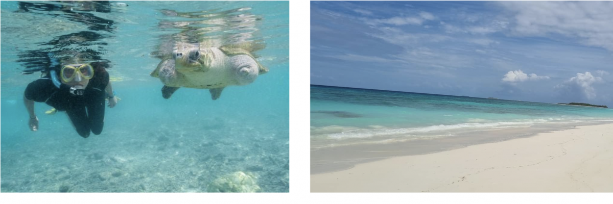 réhabilitation des tortues dans leur habitat naturel à l'étranger Stage de protection de l'environnement à l'étranger