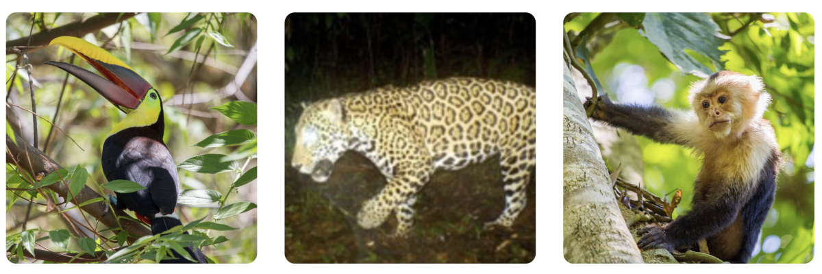 Jaguar se reposant parmi la végétation luxuriante de la forêt tropicale du Costa Rica