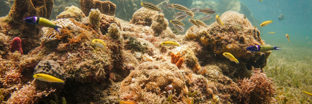 Faire de la protection des coraux dans les caraibes