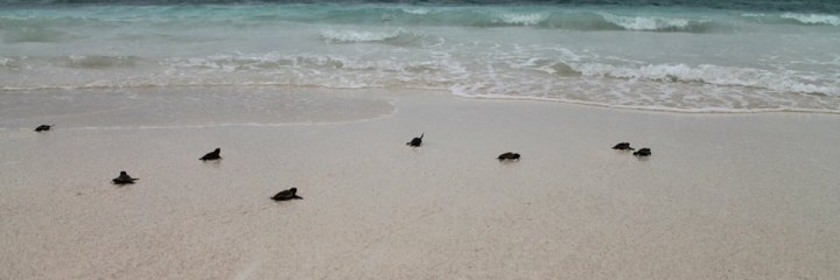 Bébés tortues en route vers la mer