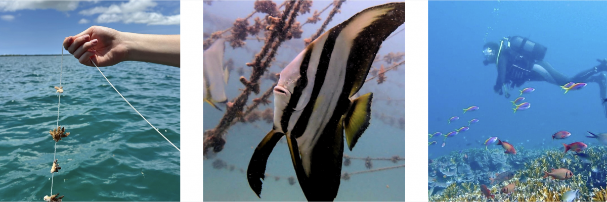 Main tenant des fragments de coraux pour transplantation, poisson nageant près d'une pépinière corallienne, plongeur observant un récif rempli de poissons colorés.