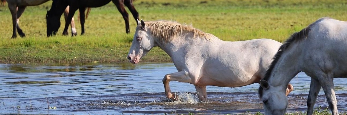 Stage avec les chevaux mustang