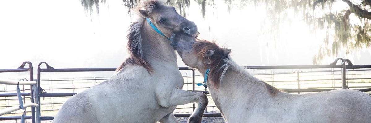 Chevaux qui s'enlace aux états unis 