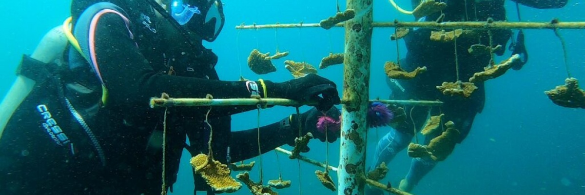 protection des coraux et des fonds marins 