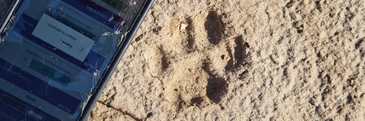Empreinte de pumas en Patagonie Argentine