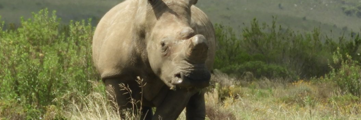 Prendre des cours d'anglais et faire une mission humanitaire en Afrique du Sud Rhinocéros