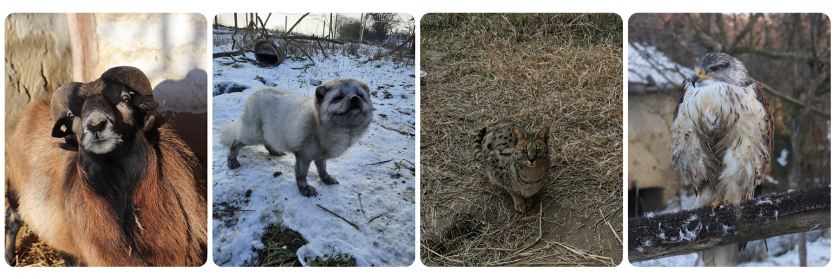 Mission de protection animalière en Hongrie Bénévolat européen