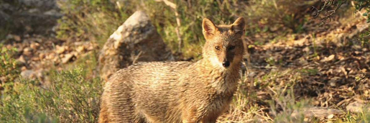 Canidé sauvage dans son habitat naturel méditerranéen observé lors d’un programme de recherche en biodiversité