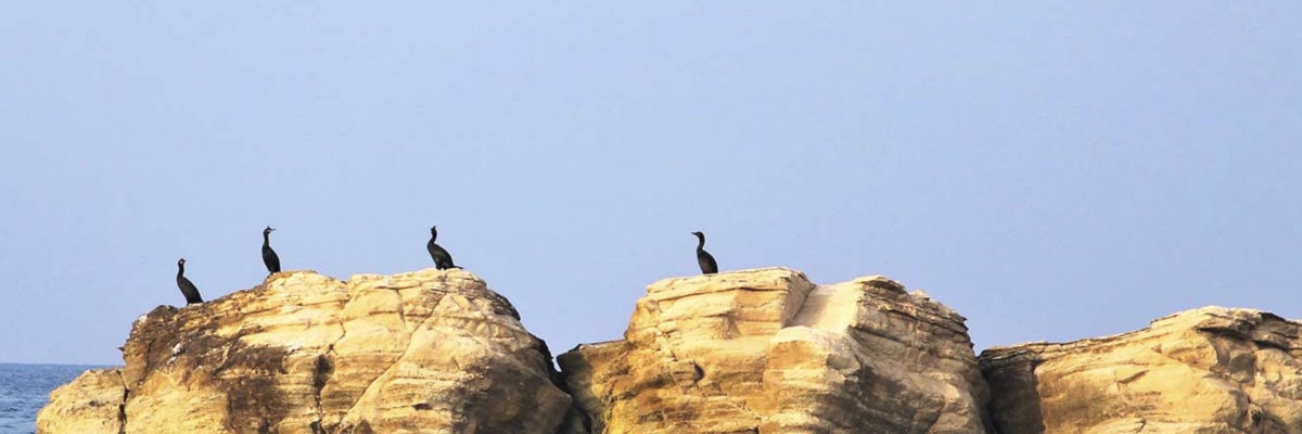 Oiseaux marins perchés sur des rochers en milieu côtier méditerranéen lors d’une étude de biodiversité