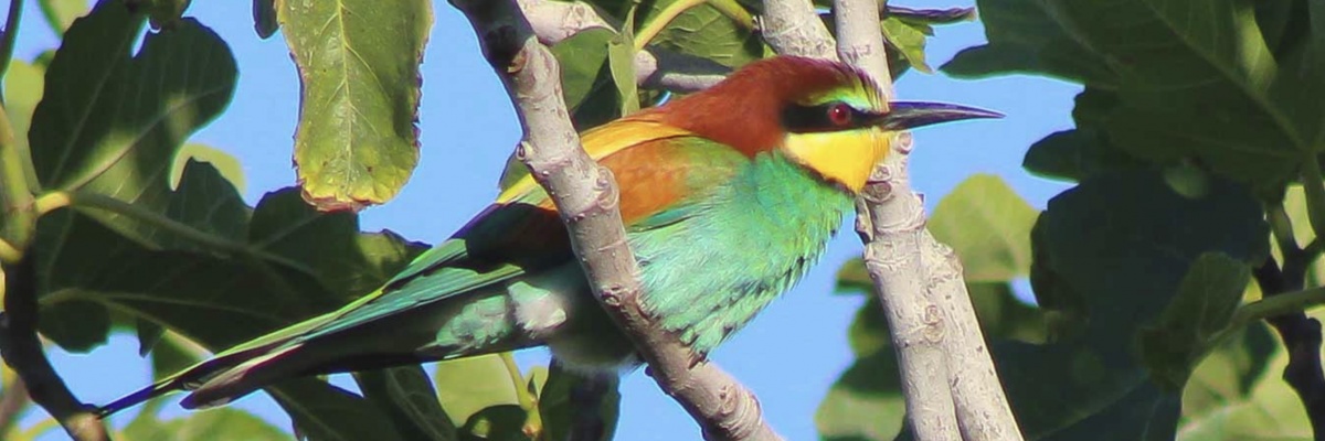 Guêpier coloré perché dans un arbre lors d’une observation d’oiseaux en stage écologie terrain biodiversité