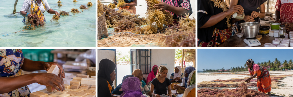 Femme récoltant des algues sur la côte de Zanzibar