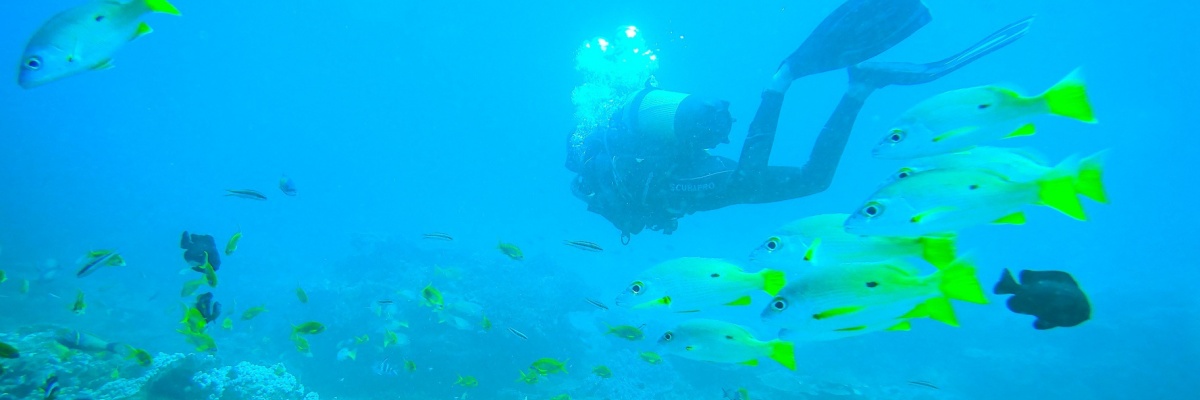 Plongée pendant un projet de conservation marine à Sodwana Bay en Afrique du Sud