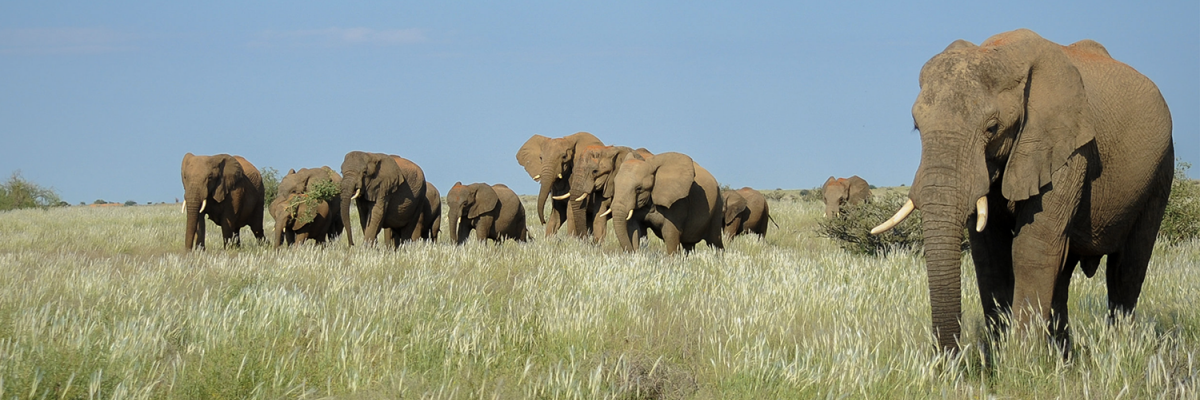 Éléphants du désert lors d’une mission d’écovolontariat en Namibie