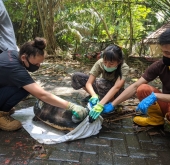 Stage vétérinaire en Asie