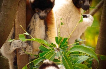 les lémuriens de Madagascar !