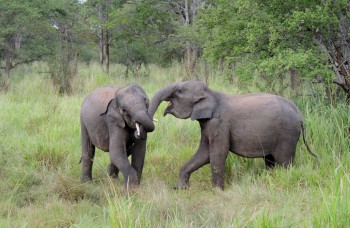 elephants-sauvages-sri-lanka-benevolat