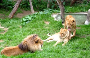 Assurer la protection, la conservation et la réhabilitation des espèces animales